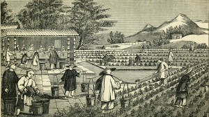 An illustration from a book published in 1851 depicts the cultivation of tea in China. In the mid-19th century, China controlled the world's tea production. That soon changed, thanks to a botanist with a penchant for espionage