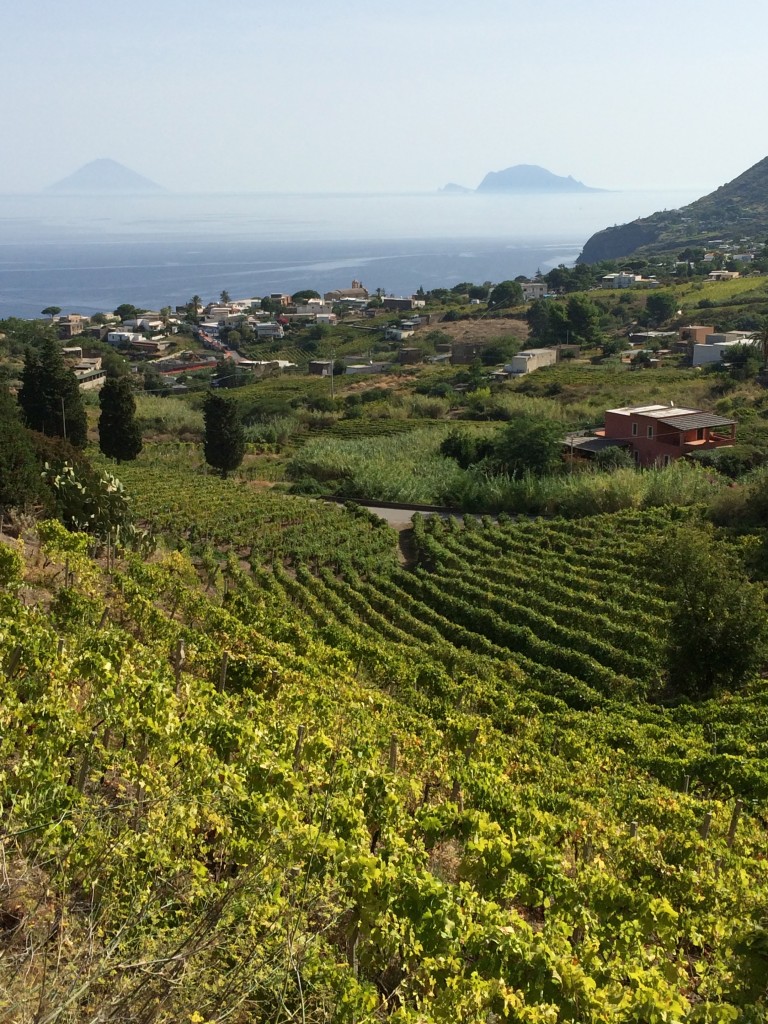 salina vineyard