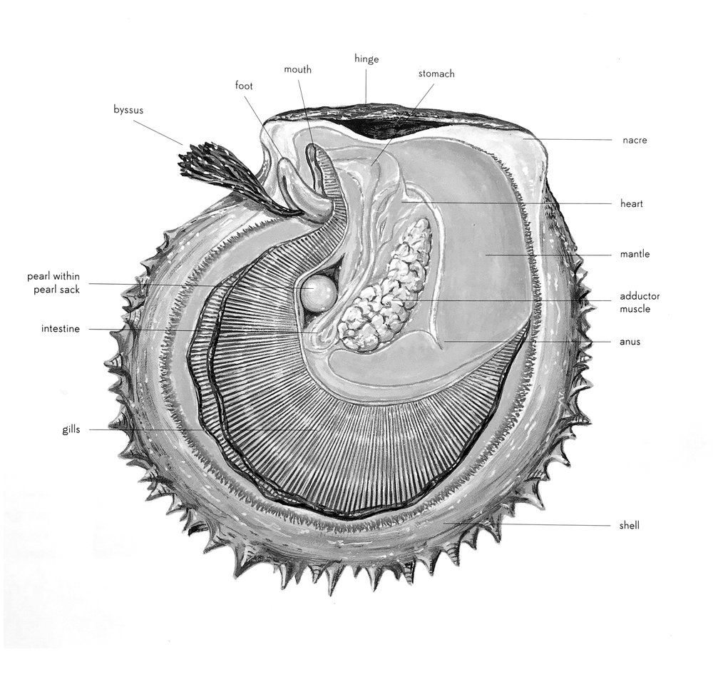 AnatomyOfAPearl